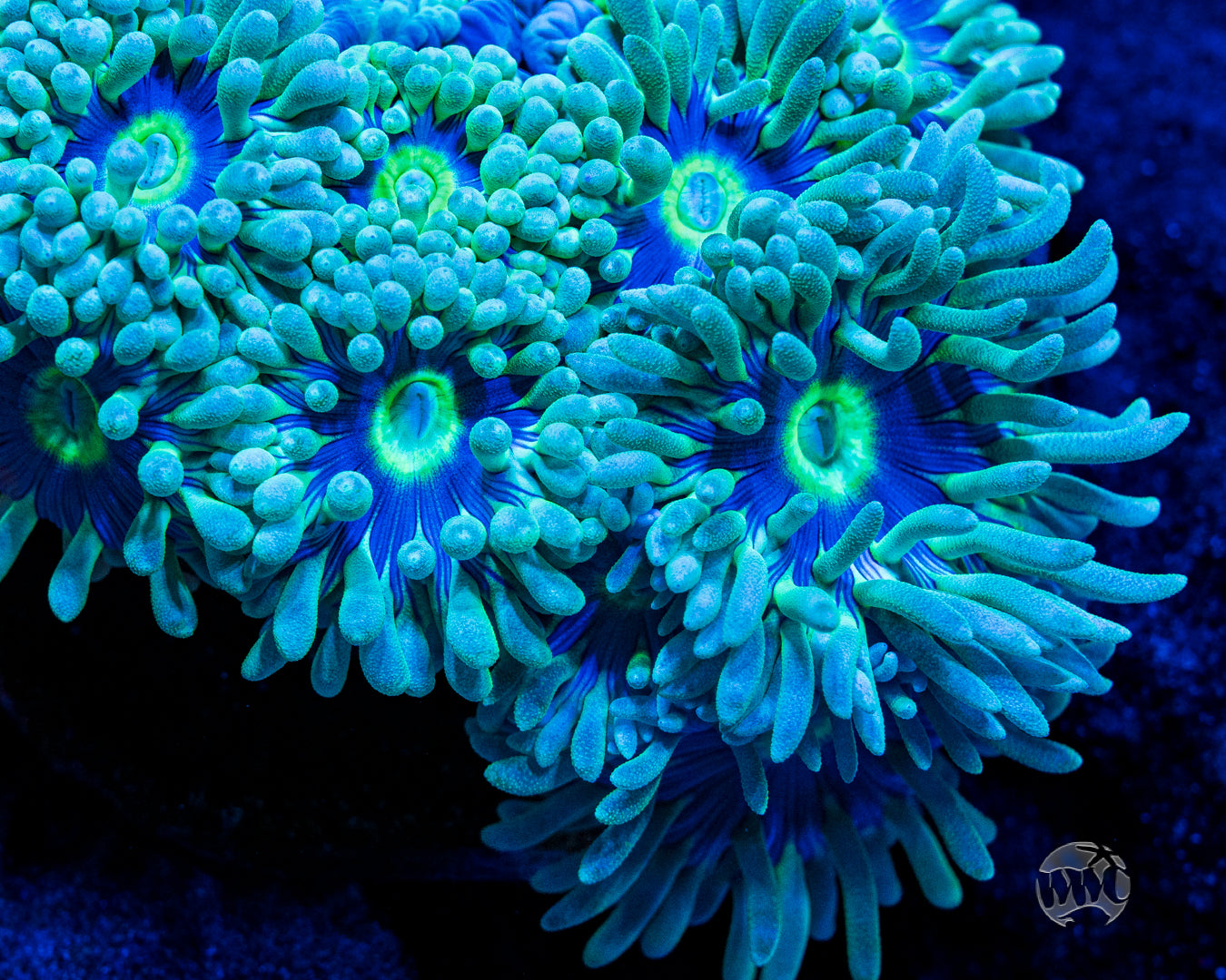 WWC Sapphire Halo Duncan