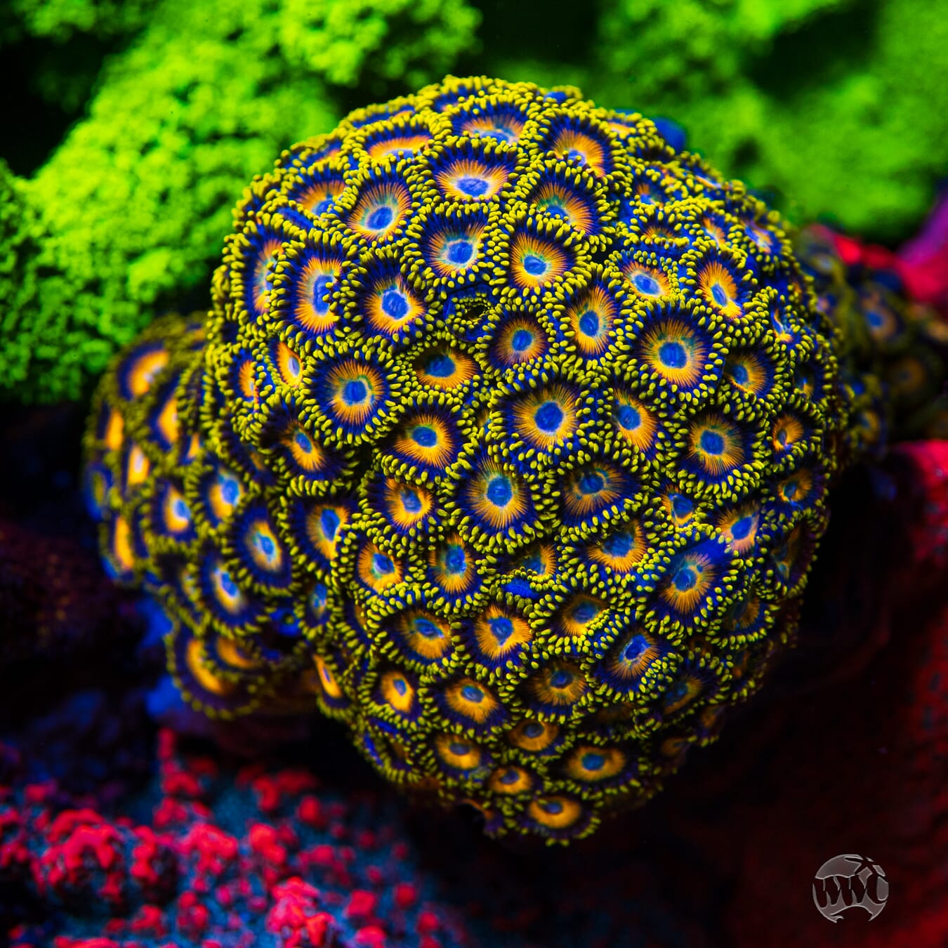 WWC Scrambled Eggs Zoanthids - Mother Colony