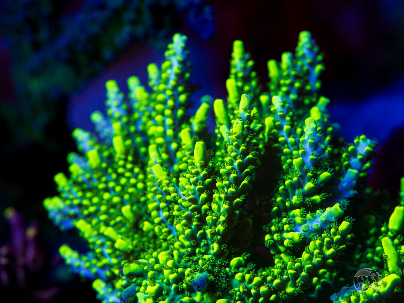 WWC Shark Attack Acropora - Mother Colony Photo