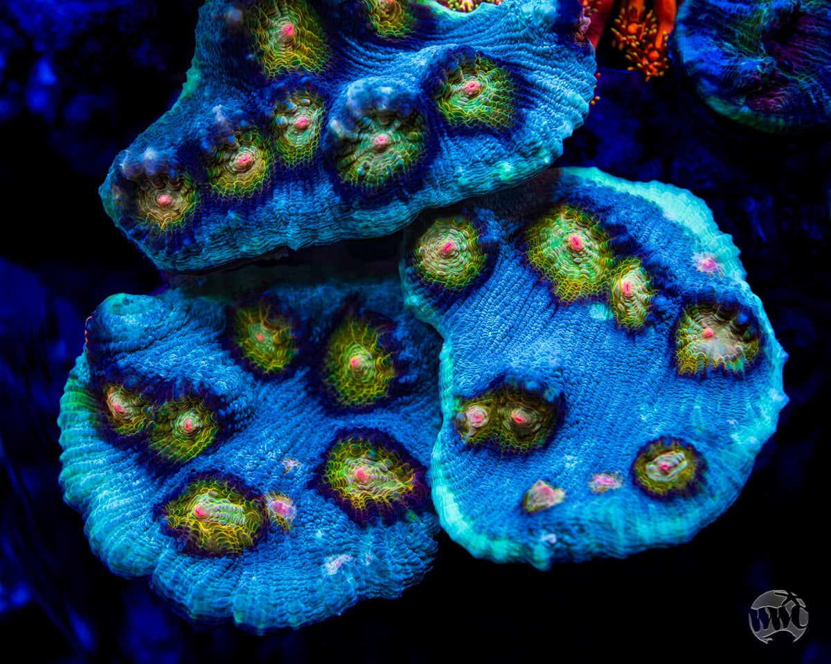 WWC Shattered Star Mycedium Chalice - Mother Colony Photo