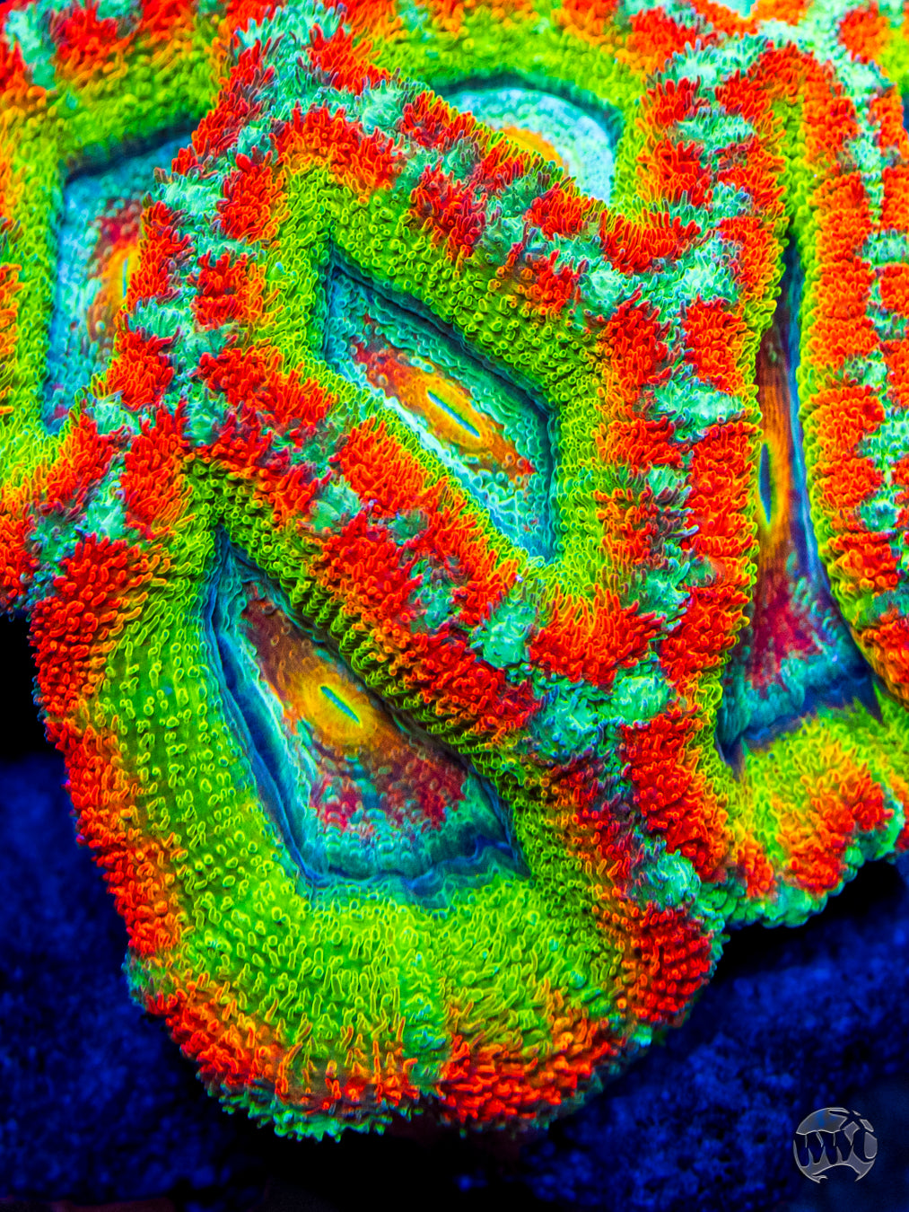 WWC Shockwave Aussie Lord