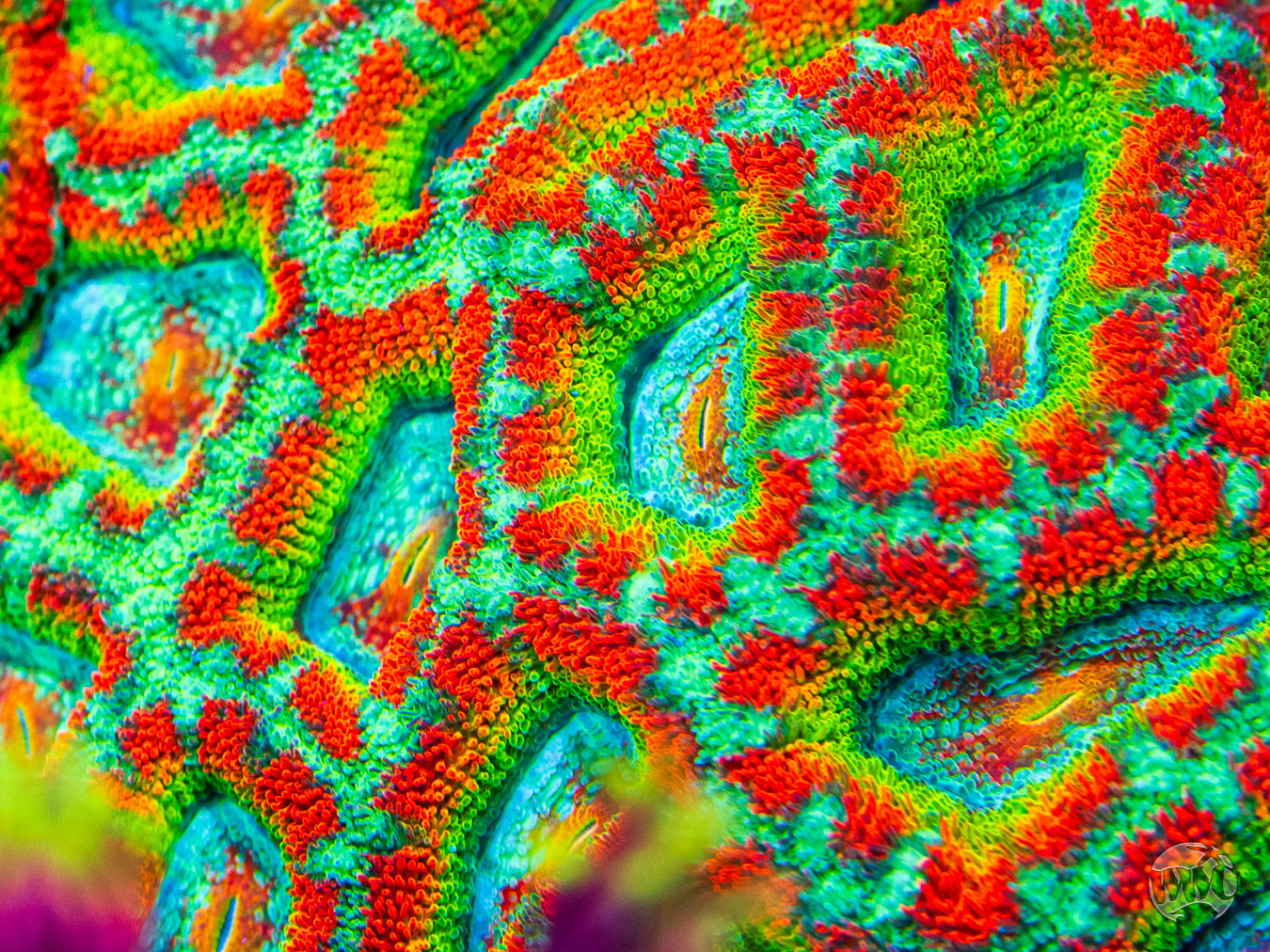 WWC Shockwave Aussie Lord