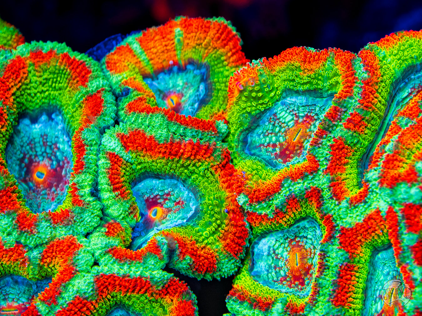 WWC Shockwave Aussie Lord