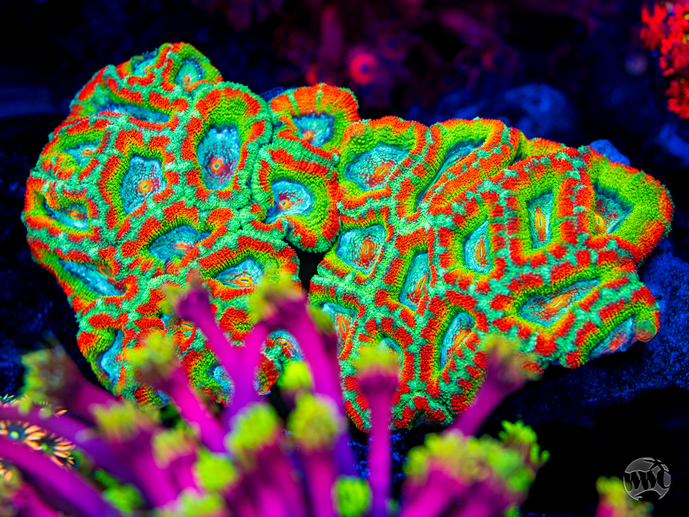 WWC Shockwave Aussie Lord