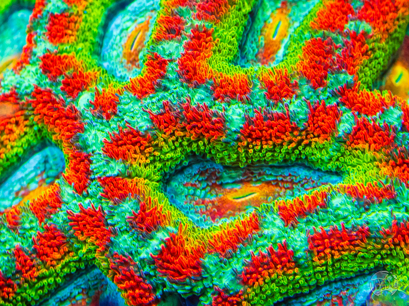 WWC Shockwave Aussie Lord