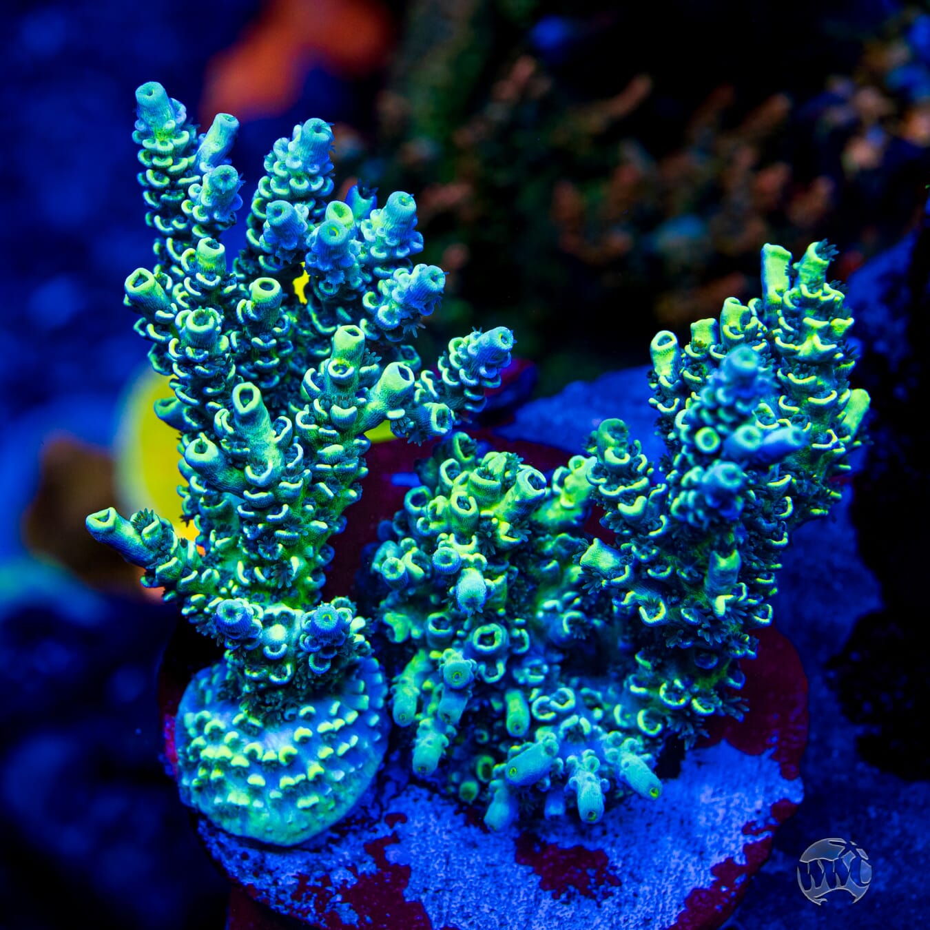 WWC Silver Surfer Acropora - Mother Colony Photo