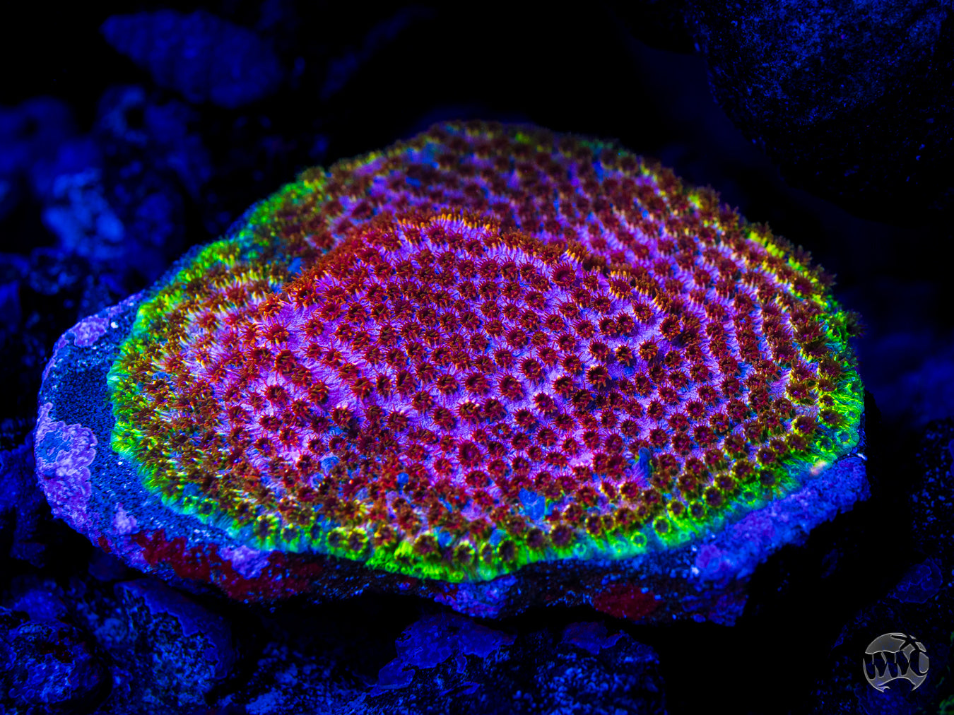 WWC Skittles Bomb Cyphastrea Coral