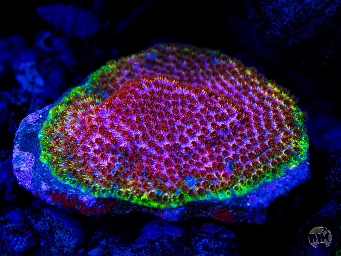 WWC Skittles Bomb Cyphastrea - Mother Colony Photo