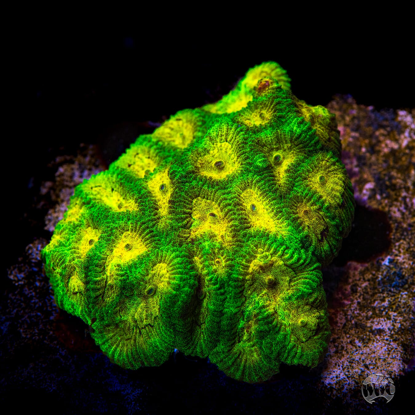 WWC Skull Crusher Favia - Mother Colony Photo