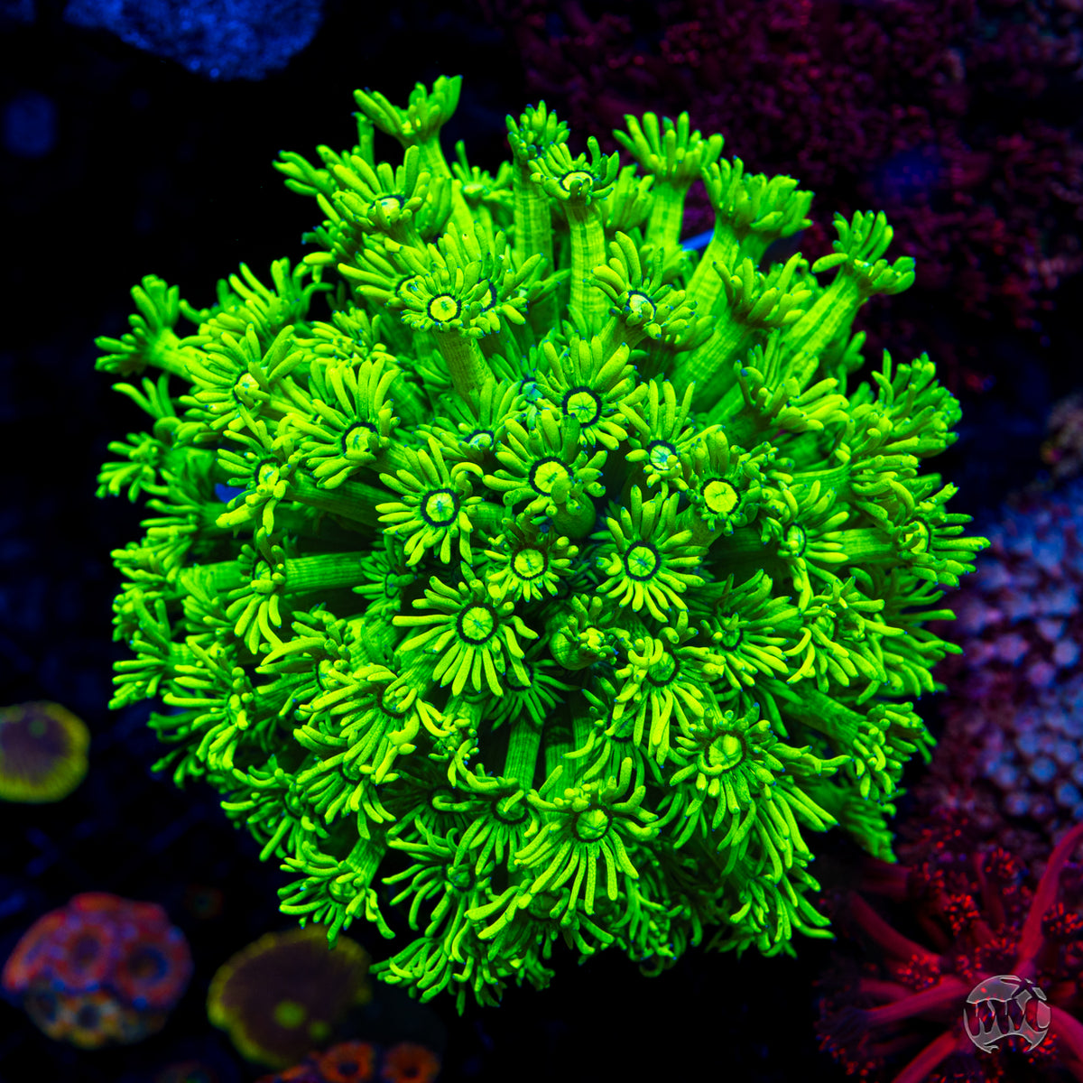 WWC Sky's Neon Freon Goniopora