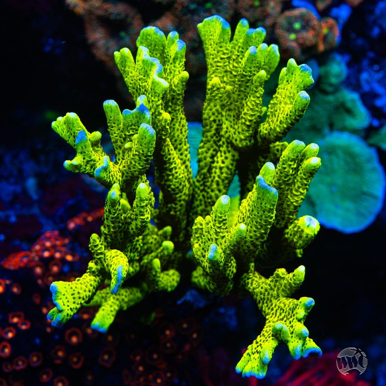 WWC Slimeball Spongodes Montipora - Mother Colony Photo