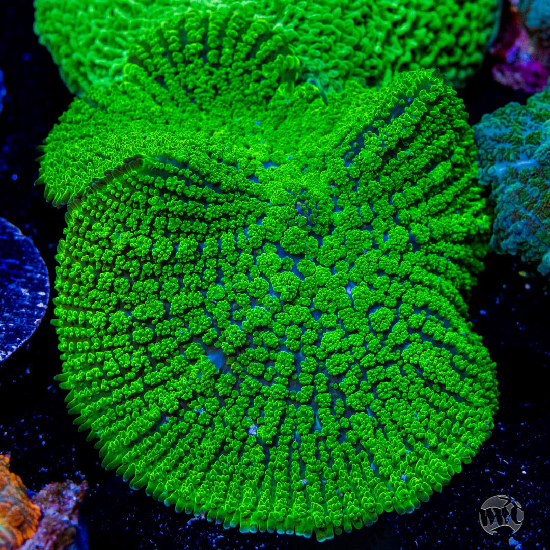 WWC Snakeskin Mushroom Coral
