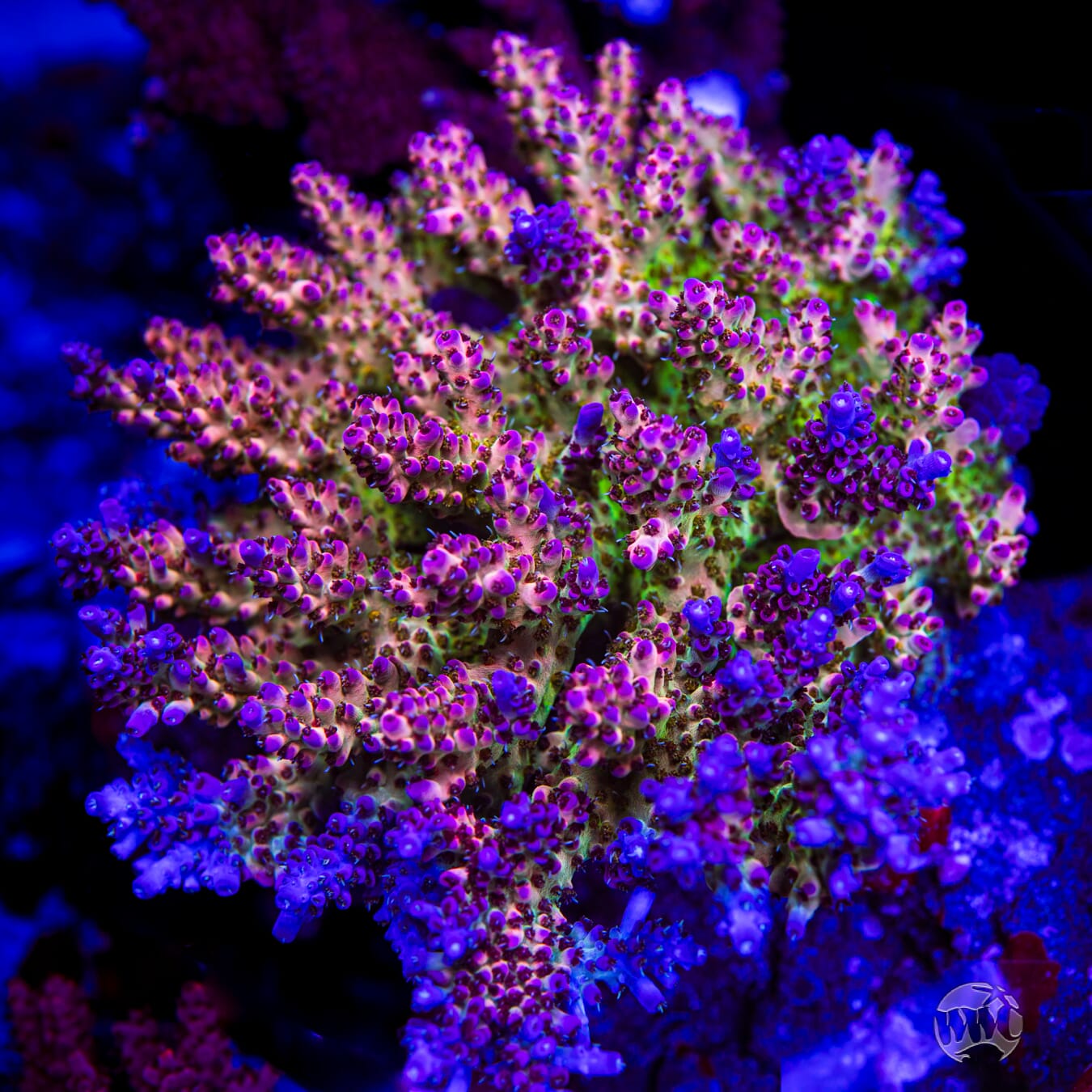 WWC Snozzberry Shortcake Acropora - Mother Colony Photo