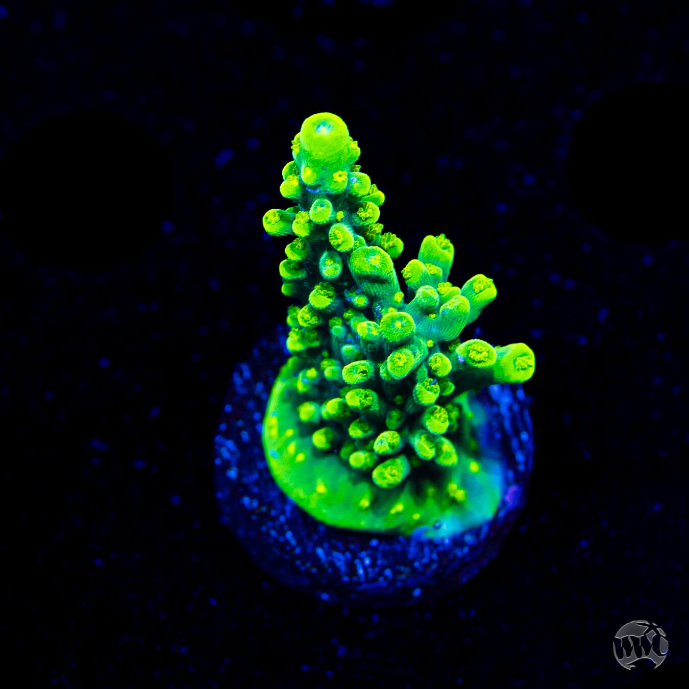 WWC Solomon Split Acropora