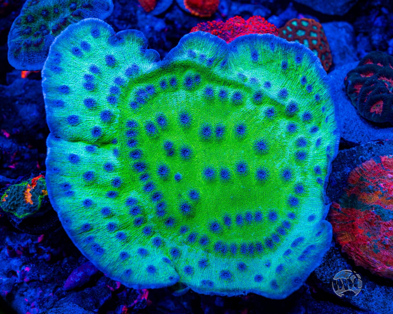 WWC Sour Grapes Chalice Coral