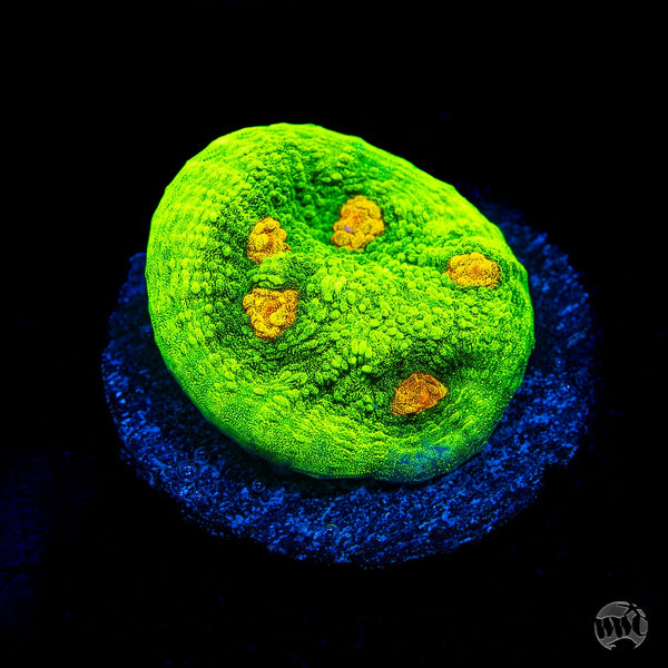 WWC Space Invader Mycedium Chalice Coral | World Wide Corals