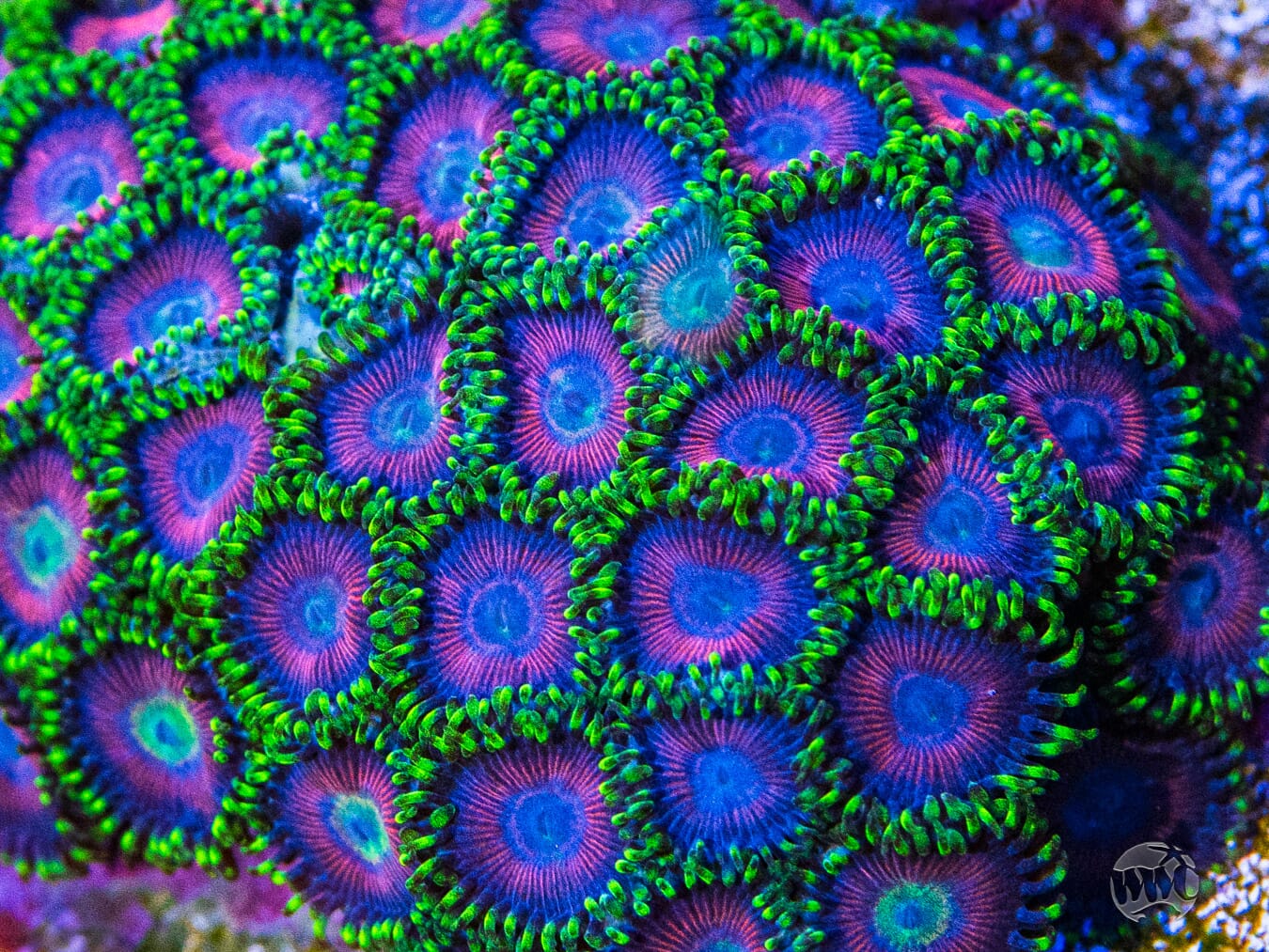 WWC Space Queen Zoanthids - Mother Colony Photo