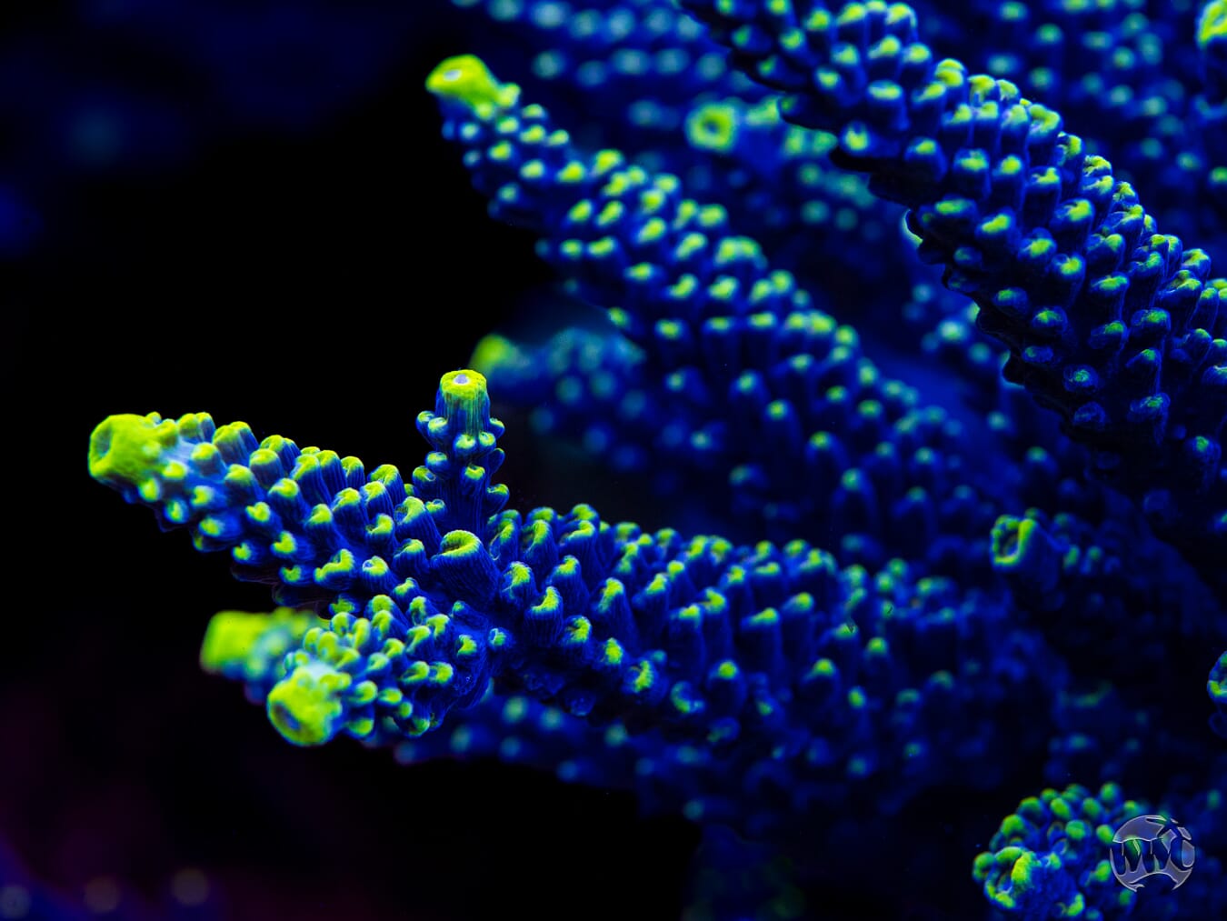 WWC Spectacular Stag Acropora - Mother Colony Photo