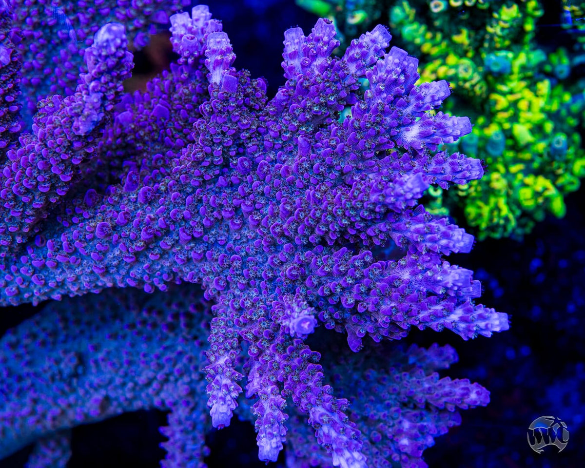 WWC Spyroz Stag Acropora