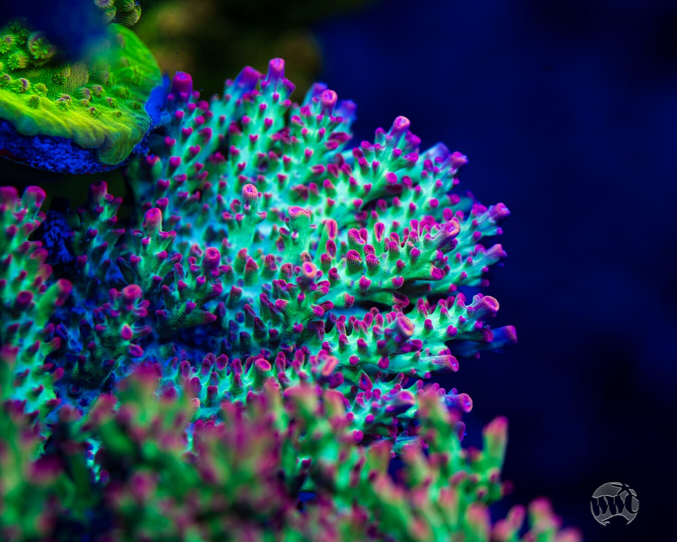 WWC Striptease Acropora - Mother Colony Photo