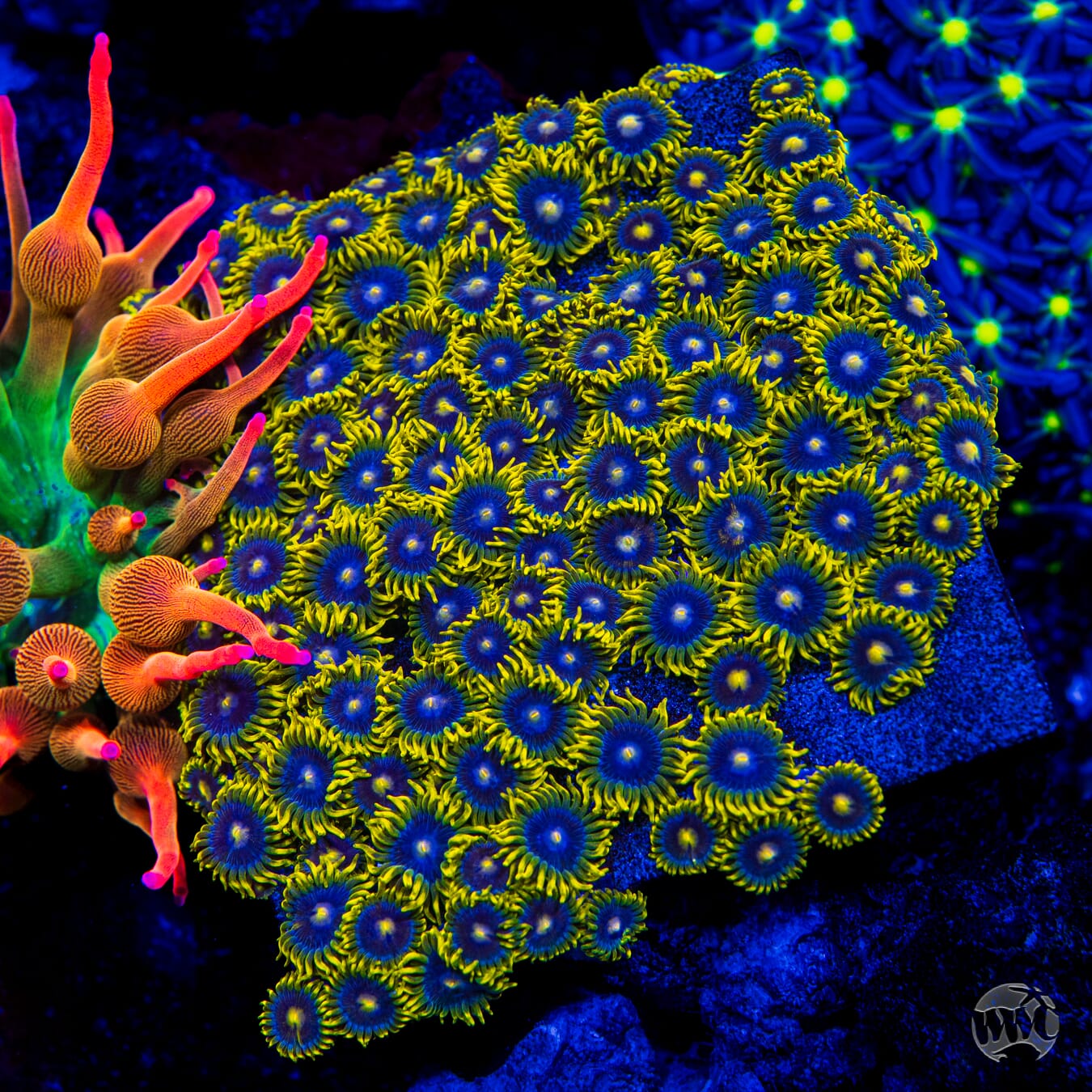 WWC Sunbeam Shuriken Zoanthids - Mother Colony Photo