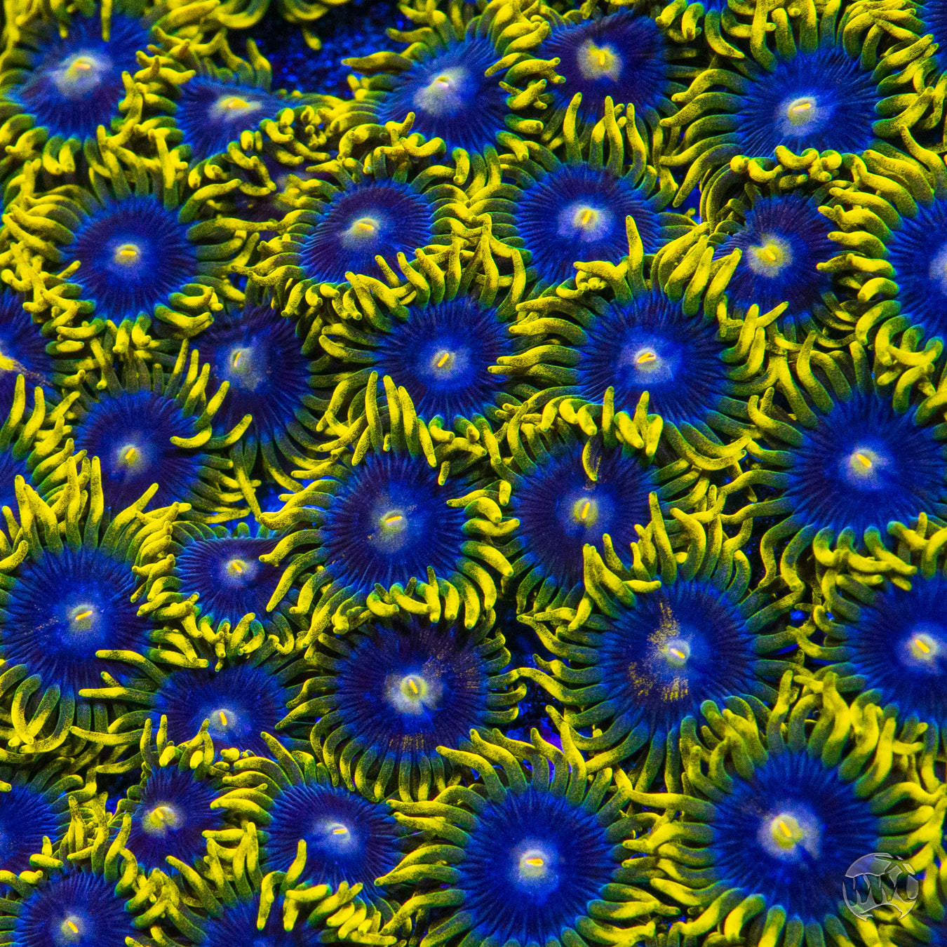 WWC Sunbeam Shuriken Zoanthids