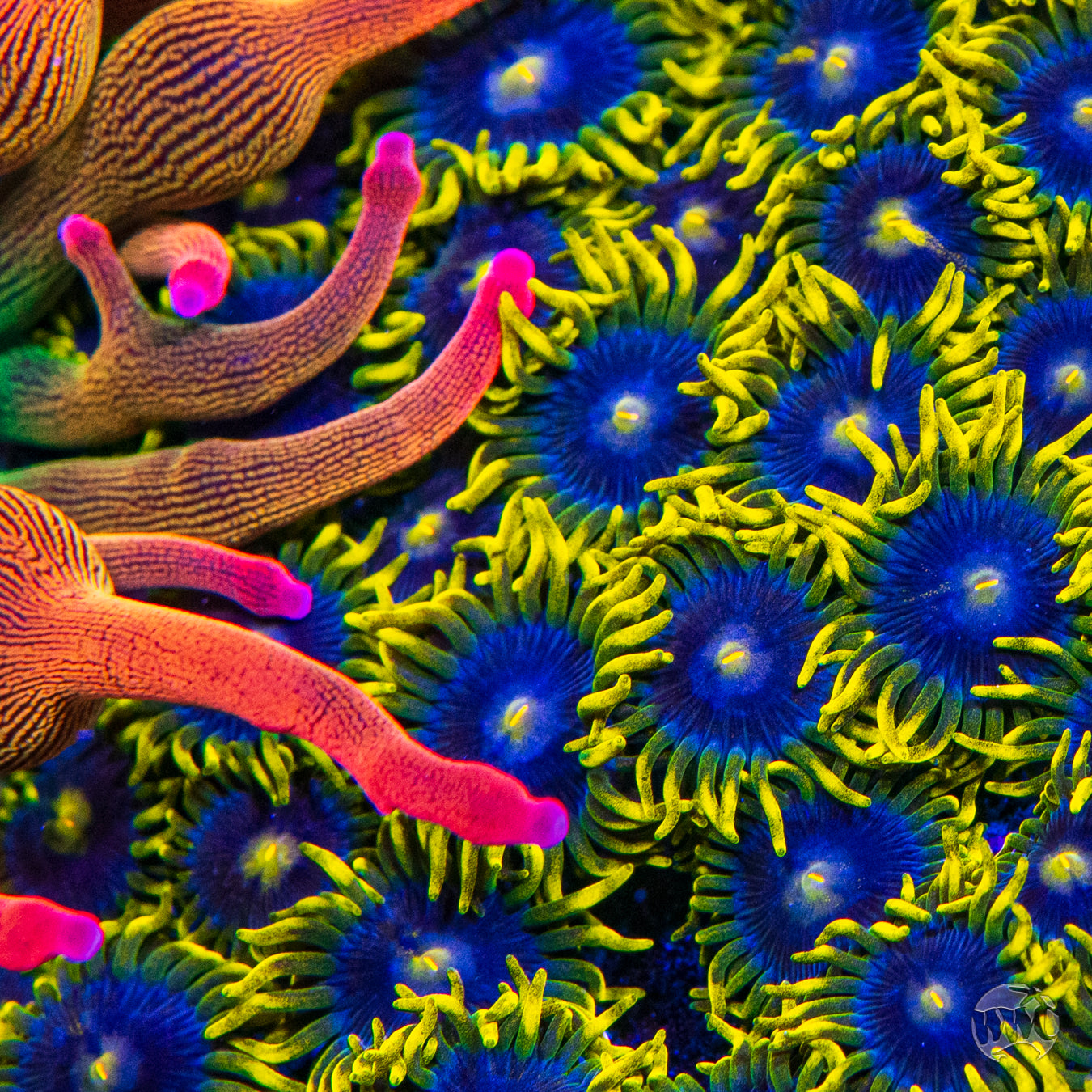 WWC Sunbeam Shuriken Zoanthids