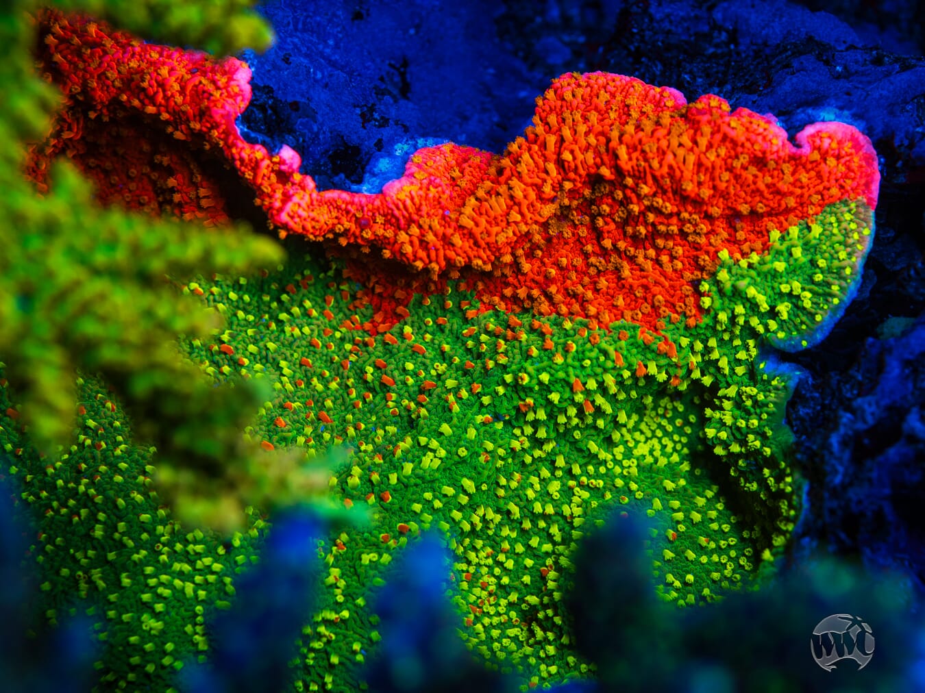 WWC Grafted Sunfire Cap Montipora Coral