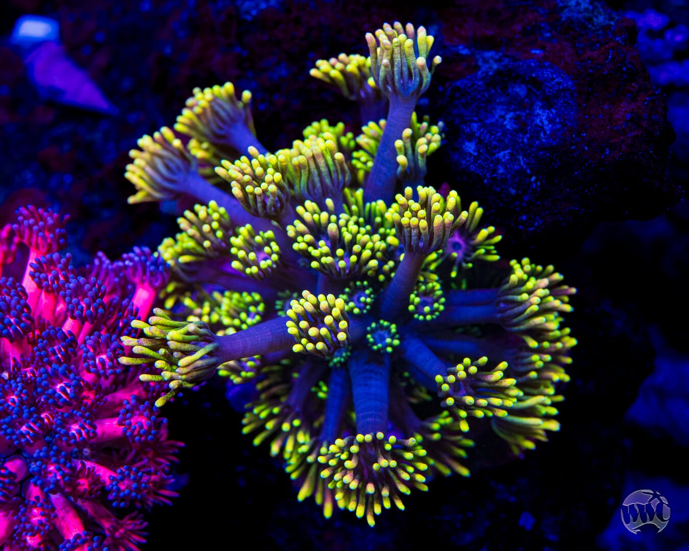 WWC Sunflower Goniopora - Mother Colony