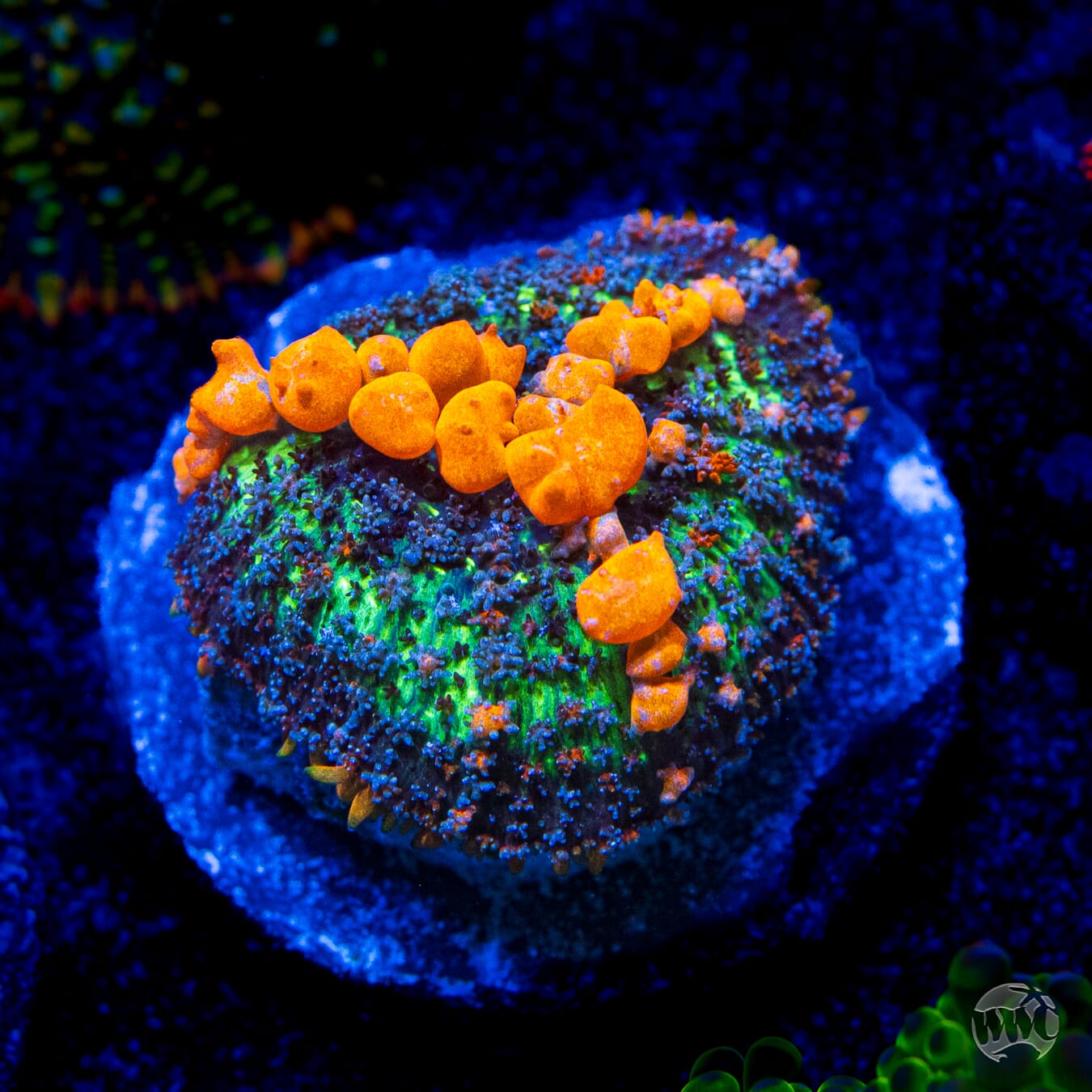 WWC Sunkist Bounce Mushroom