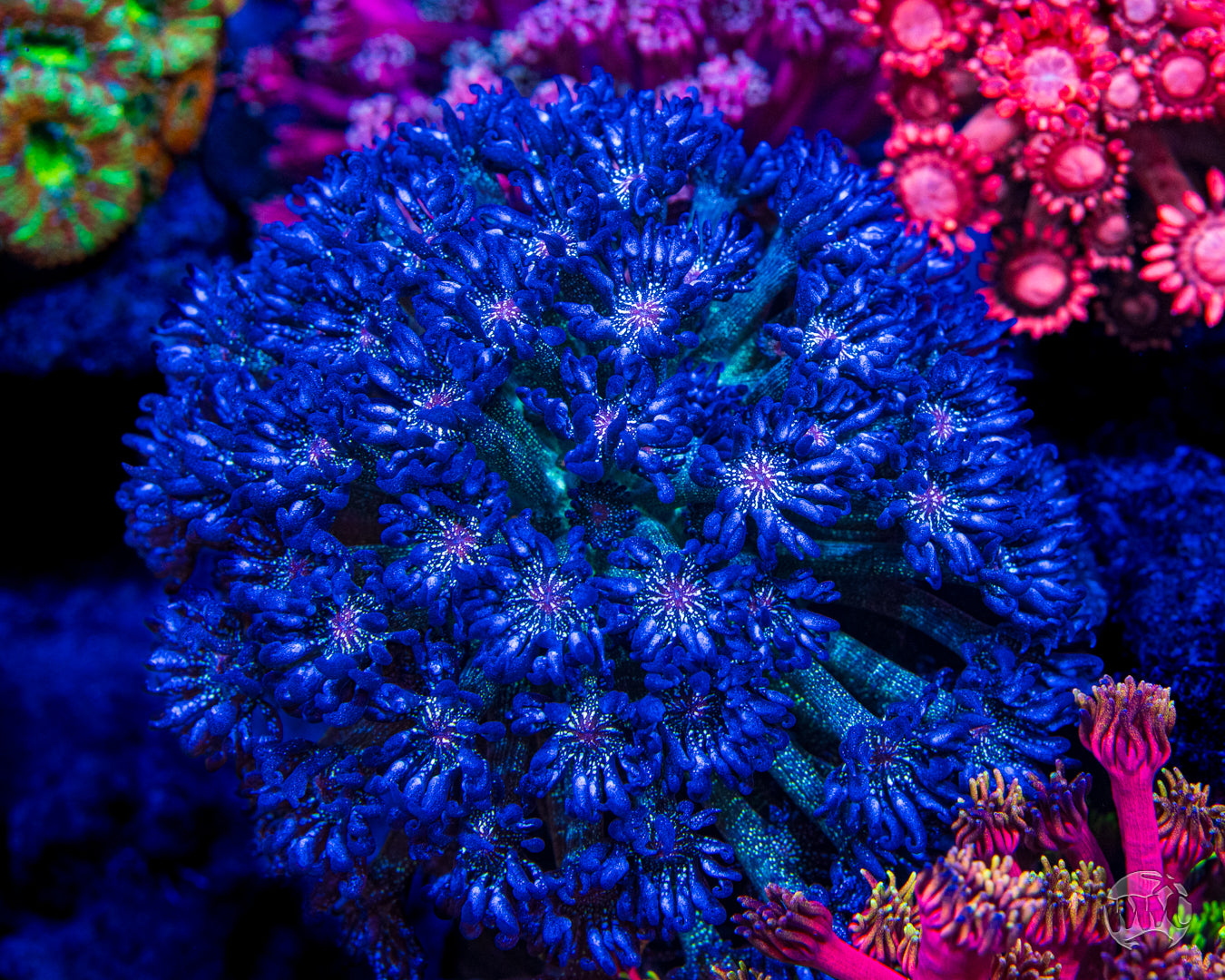 WWC Super Nova Glitter Goniopora