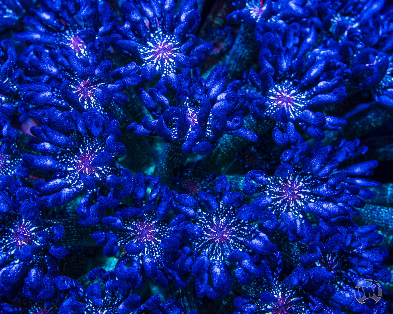 WWC Super Nova Glitter Goniopora