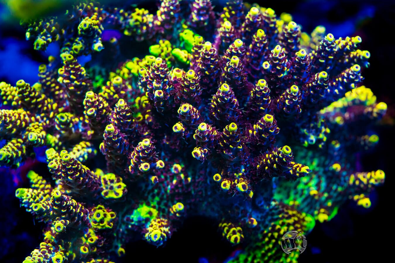 WWC Super Red Polyp Clathrata Acropora - Mother Colony Photo