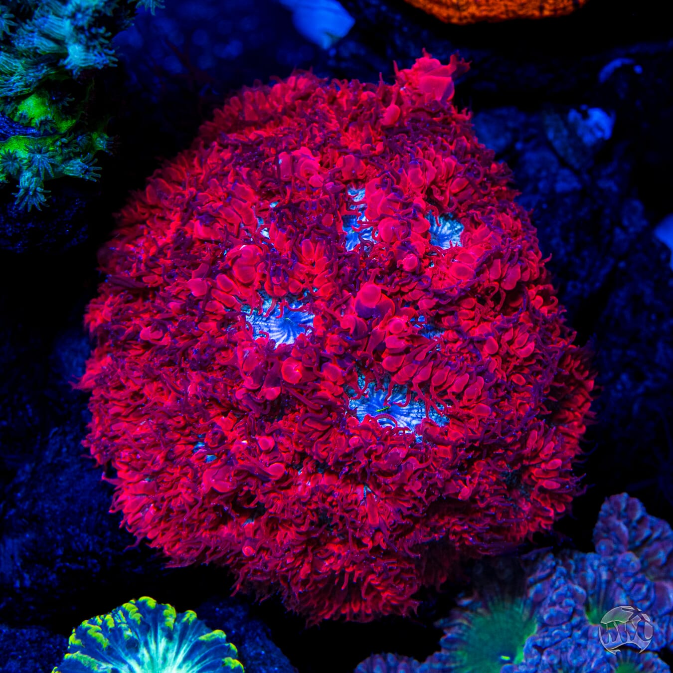 WWC Superman Merletti Blastomussa - Mother Colony Photo