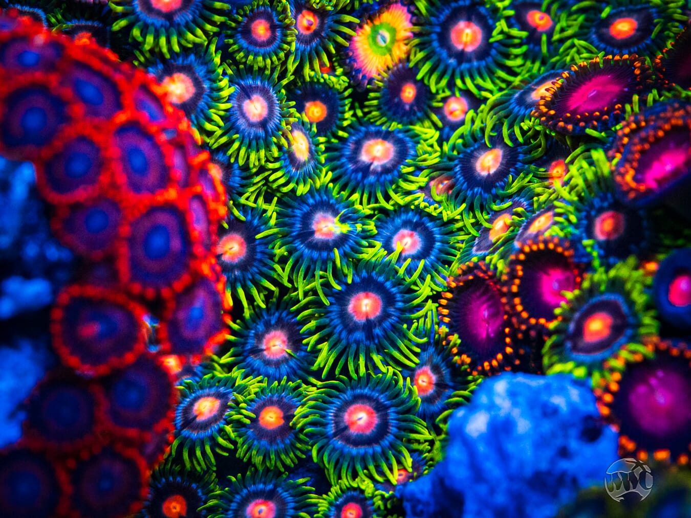 WWC Sweet Tooth Zoanthids