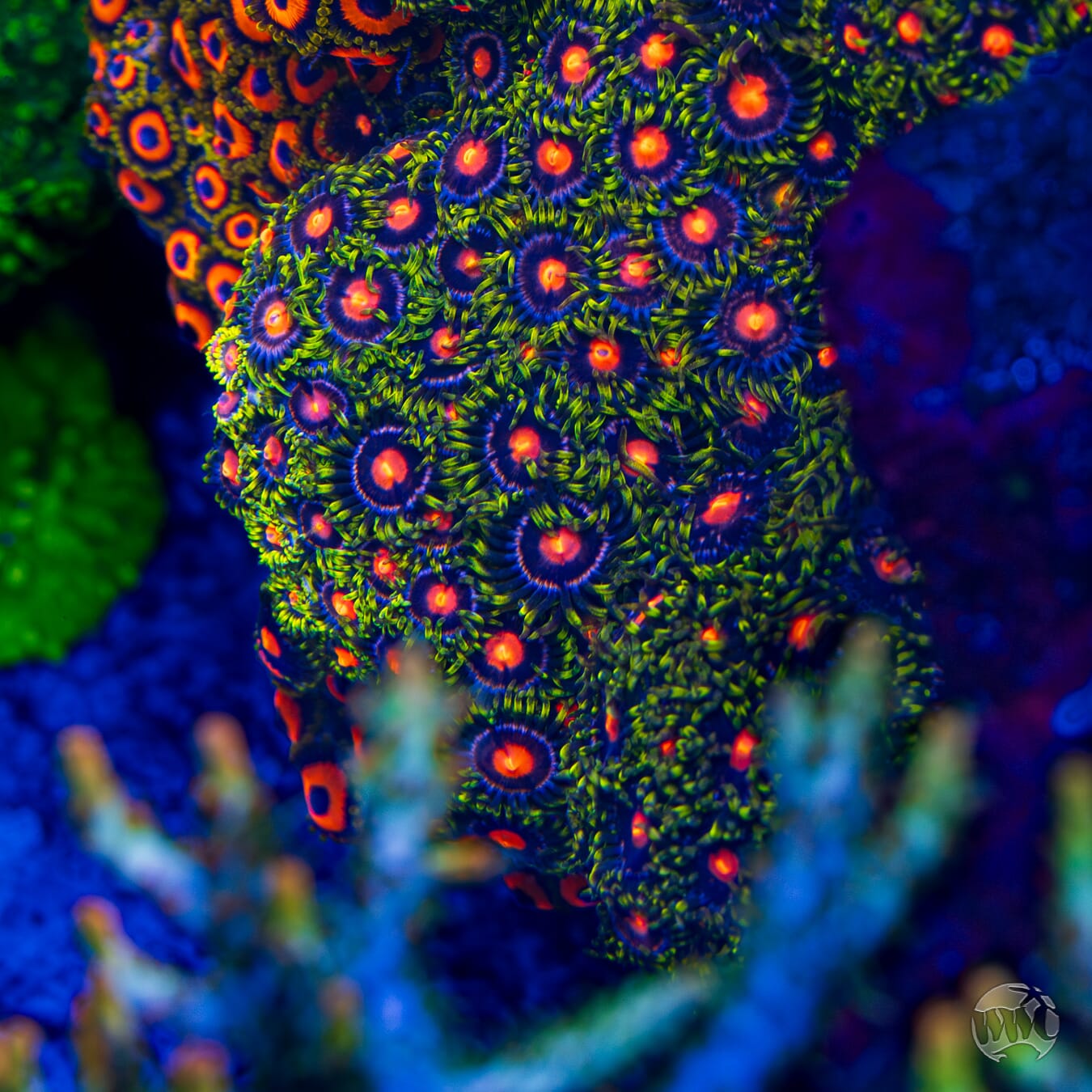 WWC Sweet Tooth Zoanthids - Mother Colony Photo