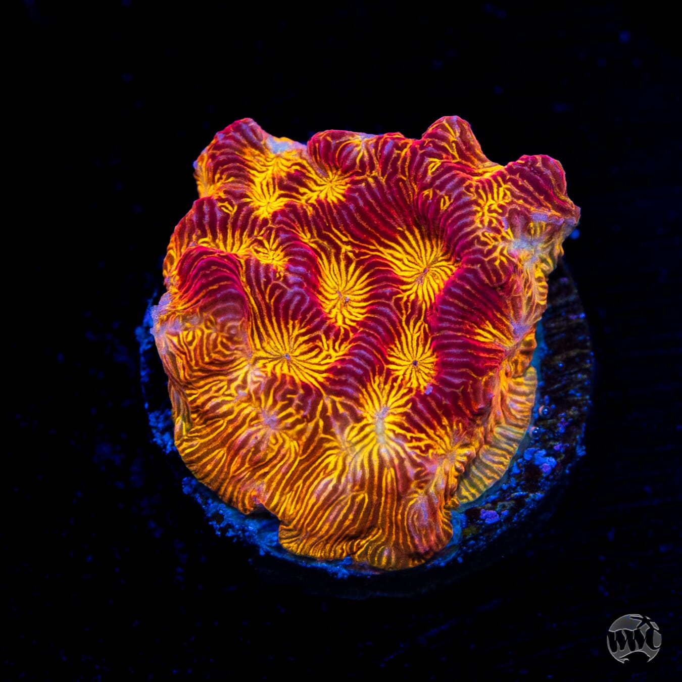 WWC Tan Lady Leptoseris Coral