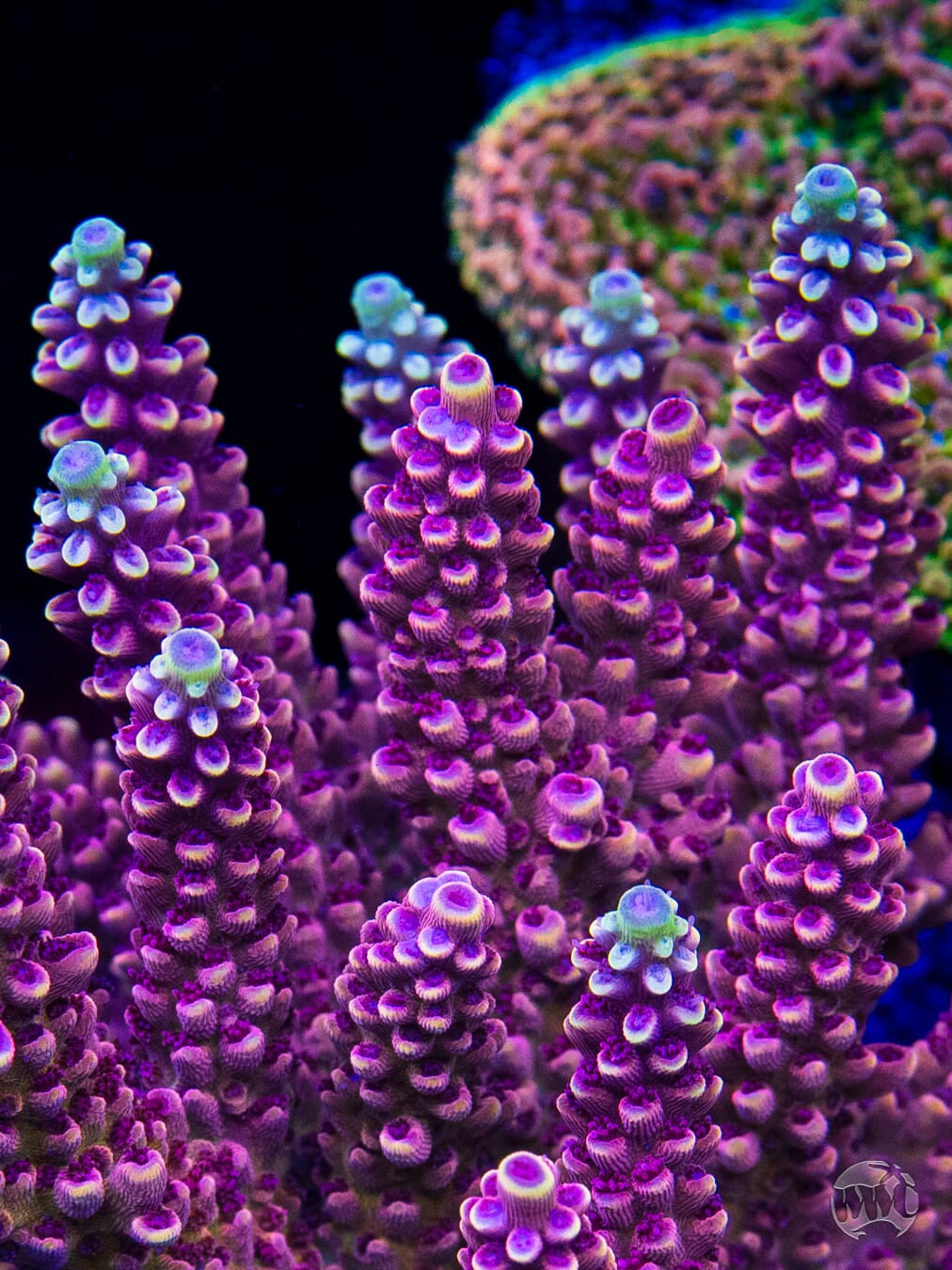 WWC Terra Red Acropora