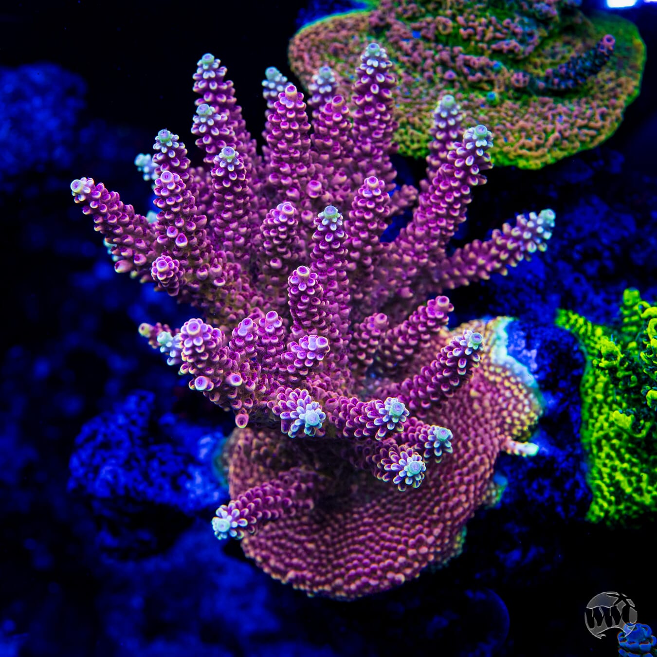 WWC Terra Red Acropora - Mother Colony