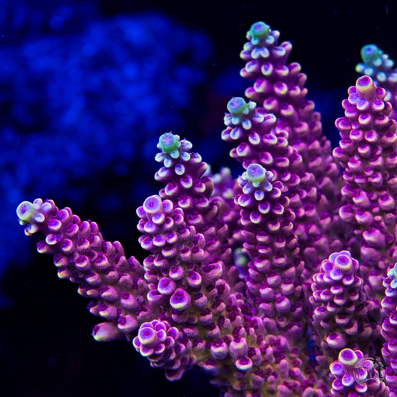 WWC Terra Red Acropora