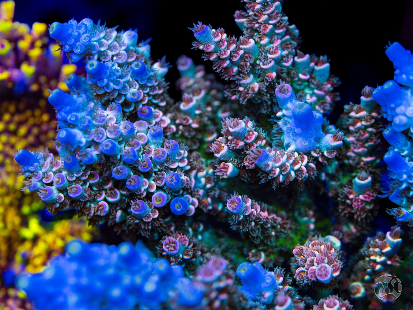 WWC Tiddly Winks Tenuis Acropora - Mother Colony Photo