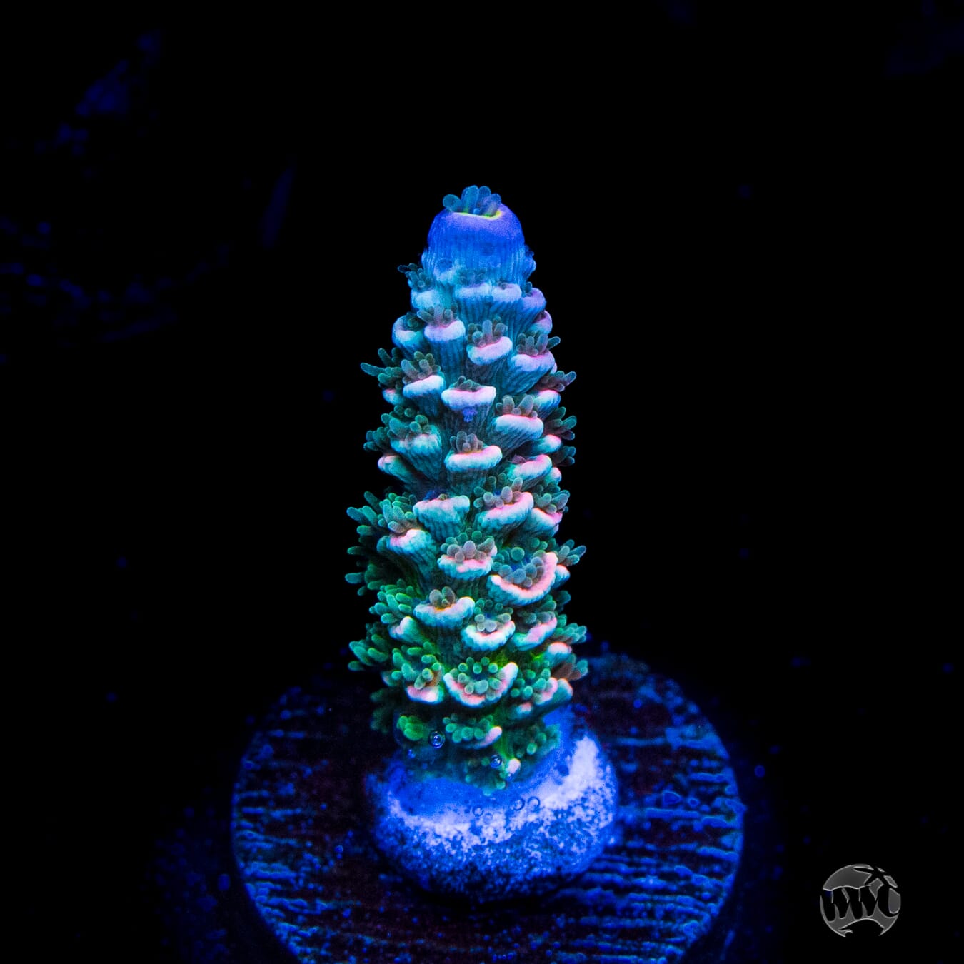 WWC Tiddly Winks Tenuis Acropora