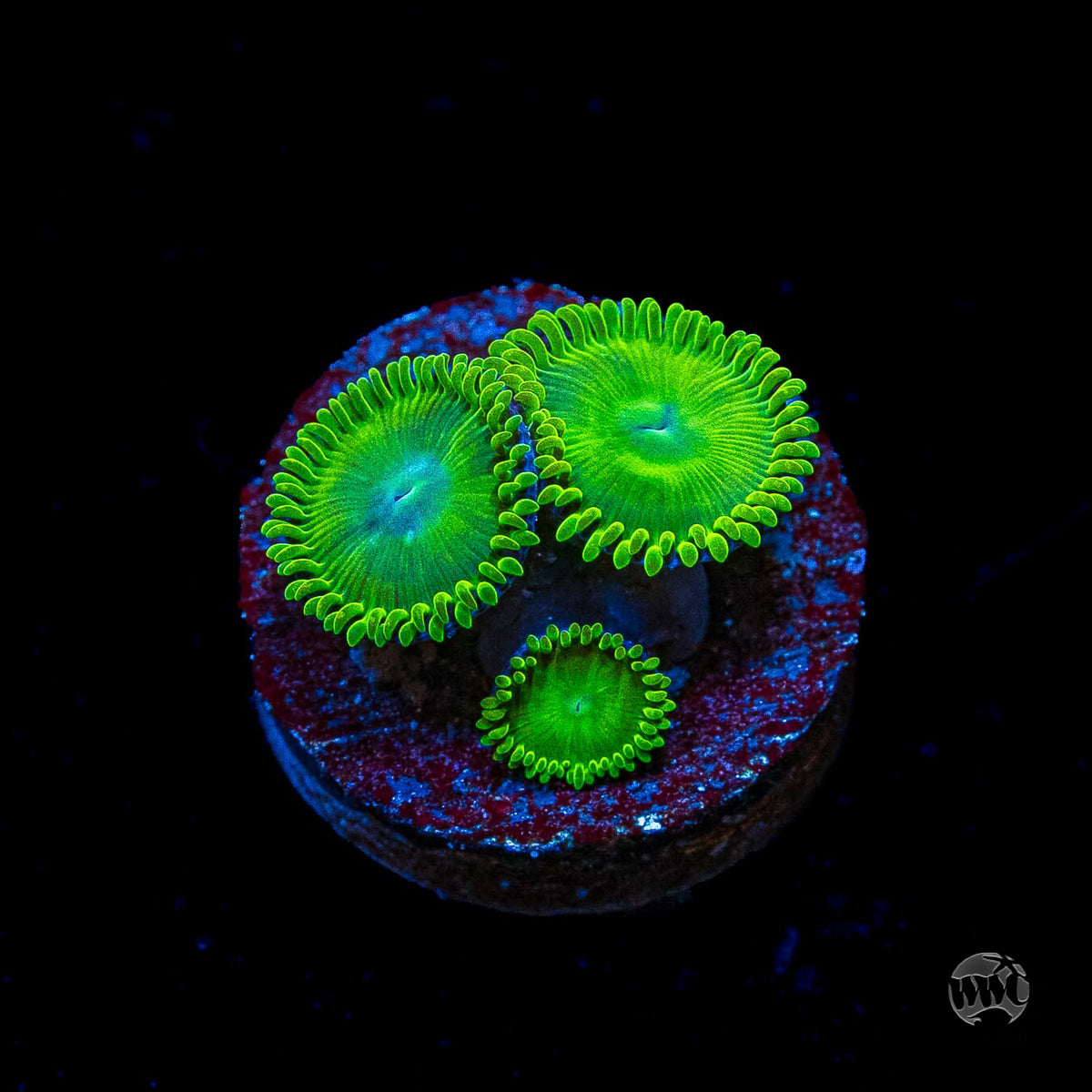 WWC Toxic Tonic Zoanthids