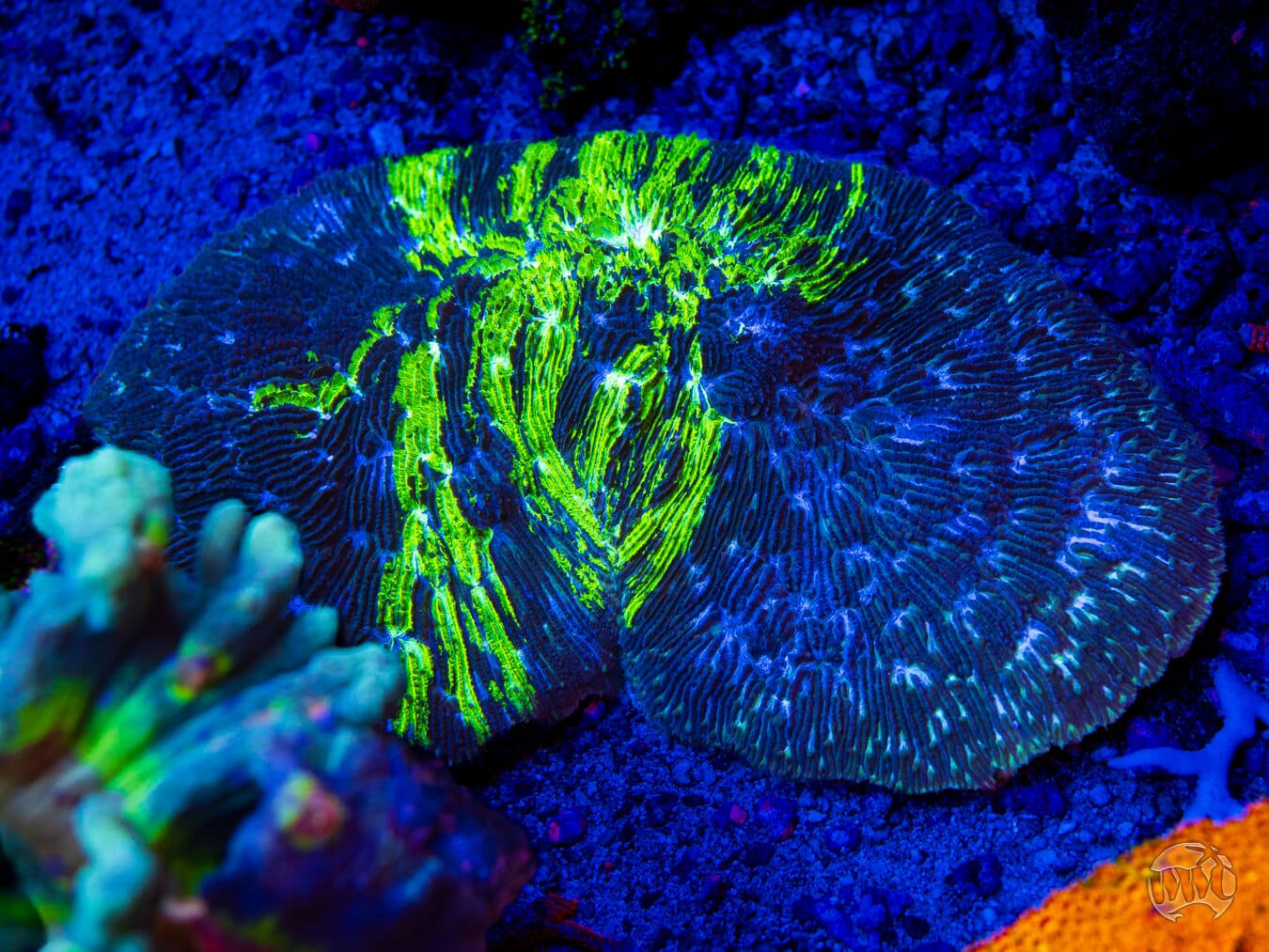 WWC Treefrog Tongue Coral - Mother Colony