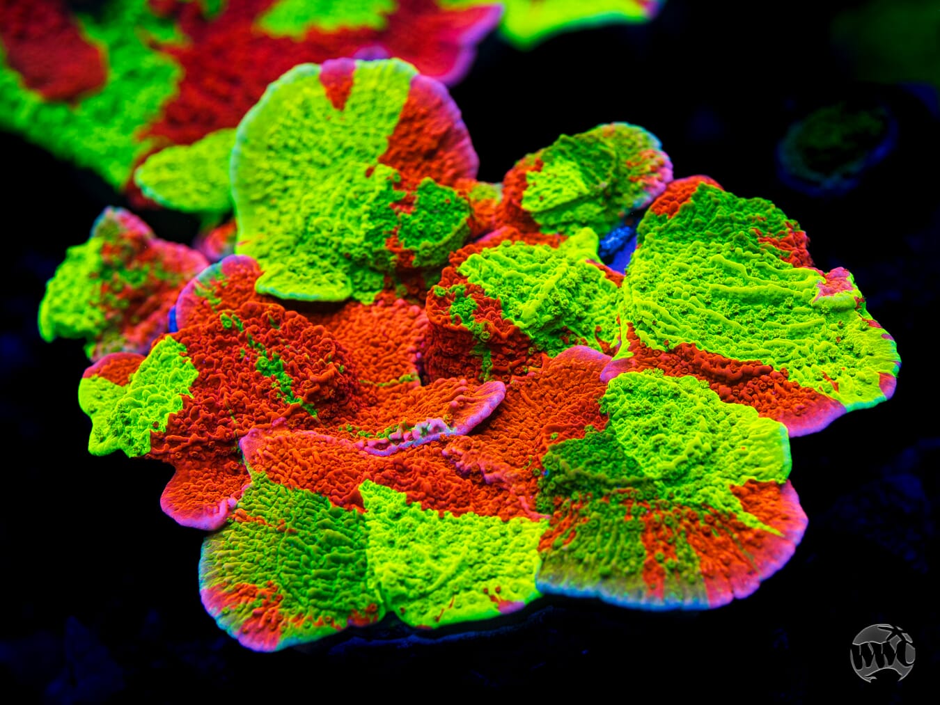 WWC Triple Threat Grafted Montipora - Mother Colony Photo