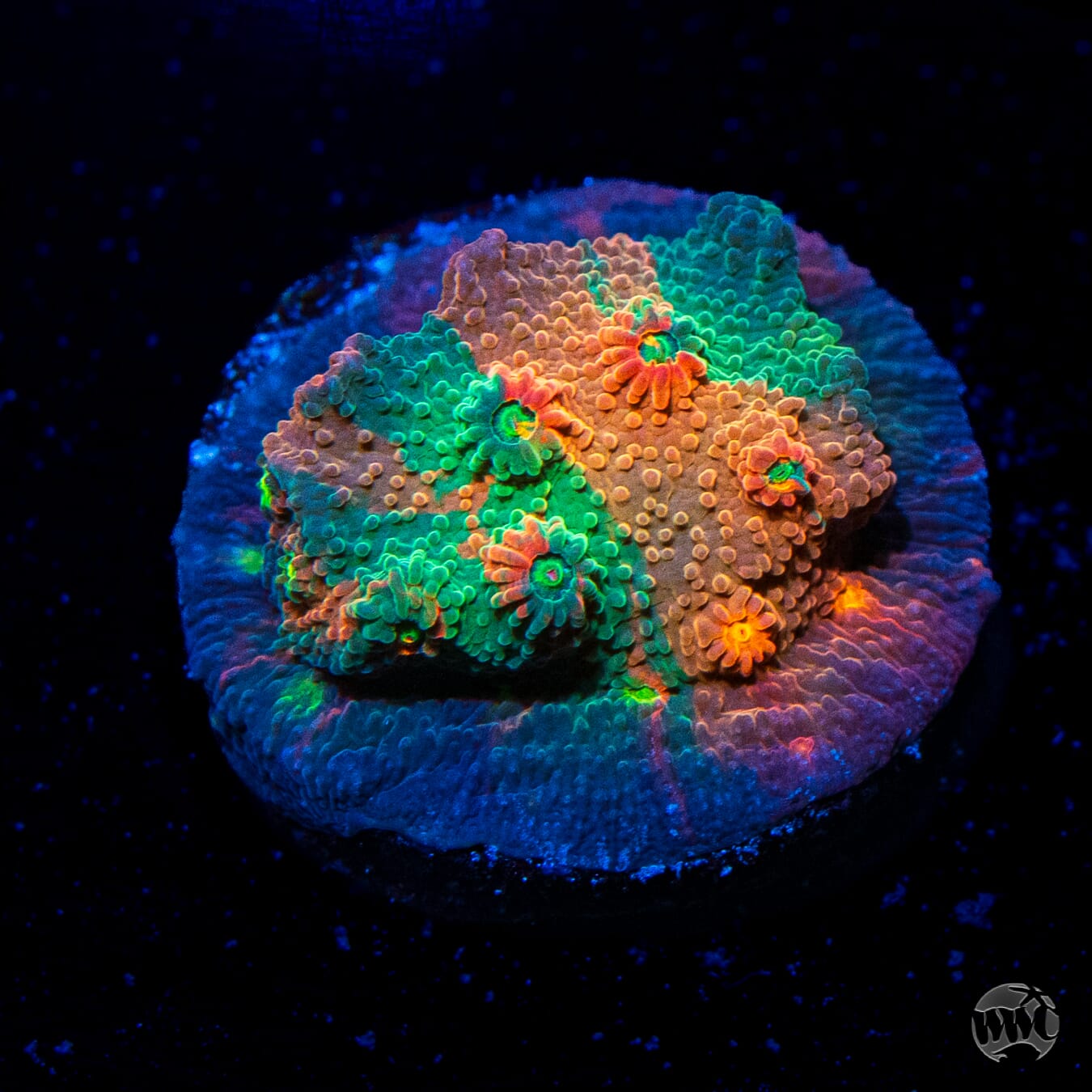 WWC Tutti Fruiti Grafted Cyphastrea Coral