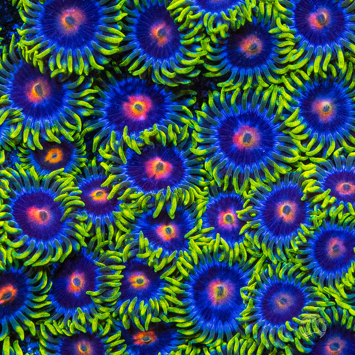 WWC Ultimate Blowpop Zoanthids