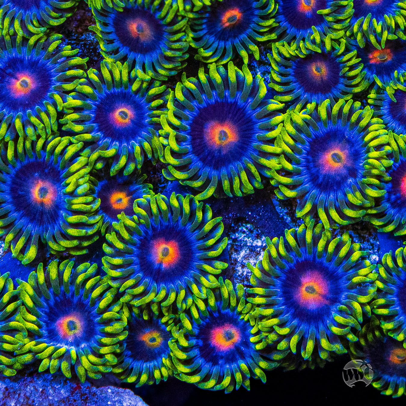 ZOA 　　　　　　　　　　　　　　　　　Z.O.A WA Double Dare Zoa (Aquacultured) – Whitlyn Aquatics