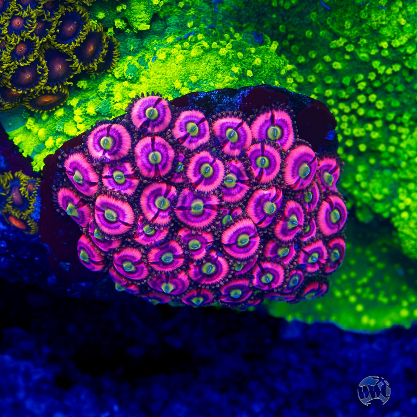 WWC Ultimate Bubblegum Pink Zoanthids - Mother Colony Photo