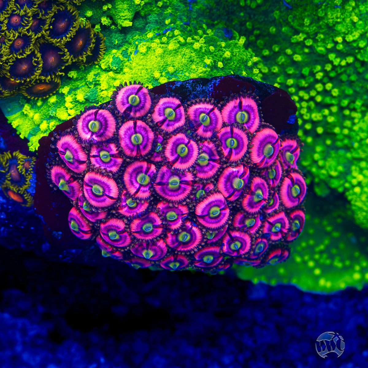 WWC Ultimate Bubblegum Pink Zoanthids - Mother Colony